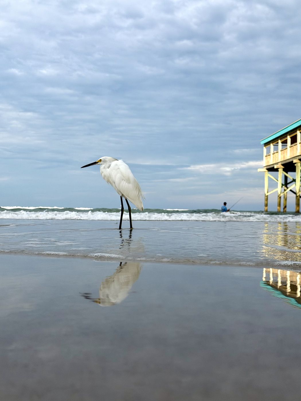 A snowy egret standing in the shallows at dawn beside a beach pier